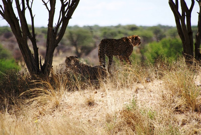 nab (1378).jpg - Cheetahs - Geparden